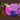 Rijbroek Equitights Diva Violet Full Grip